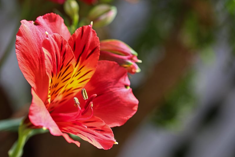 fleur rouge