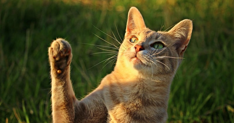 Griffe de chat : 7 solutions naturelles pour protéger vos meubles