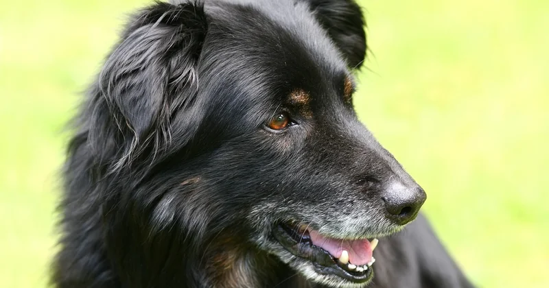 Quelle est la principale cause de mortalité chez le Border Collie ?